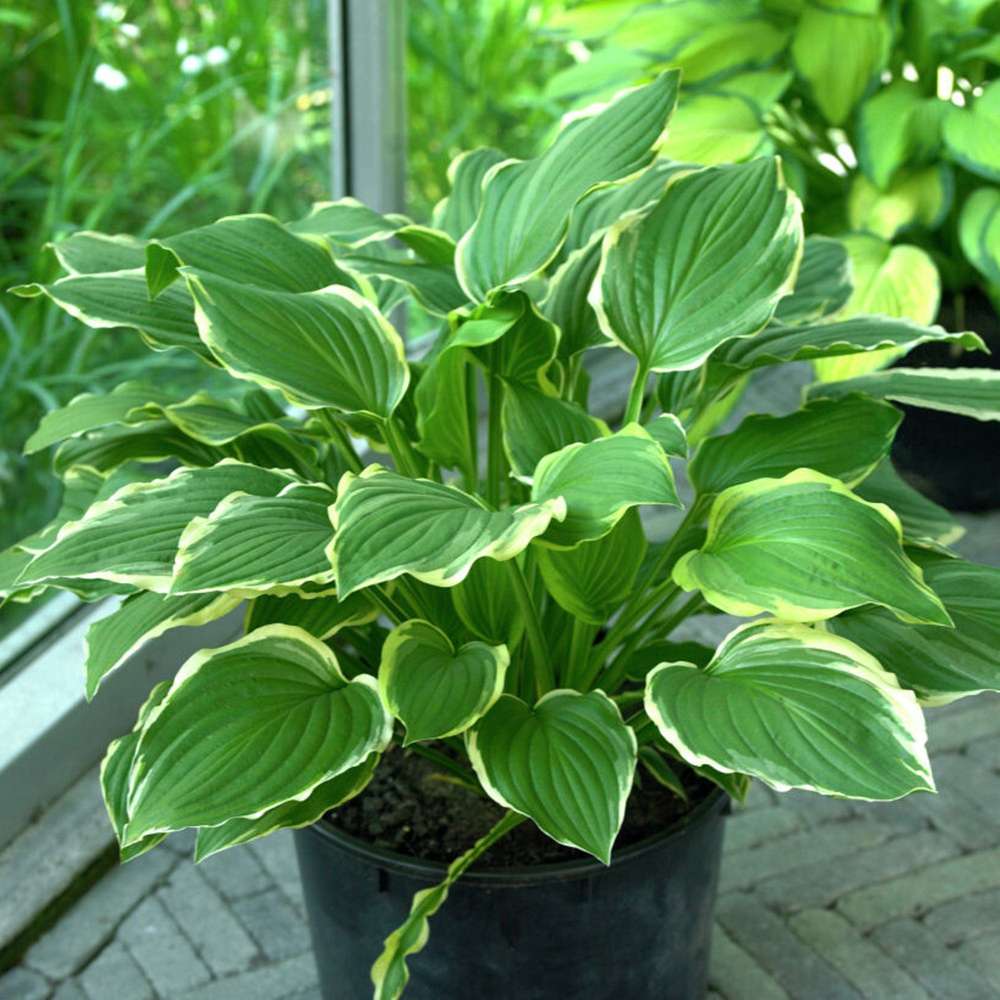Hosta 'Green Gold'